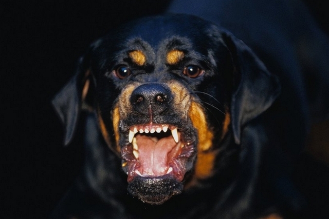 1369569390_agressivnyy-rotveyler