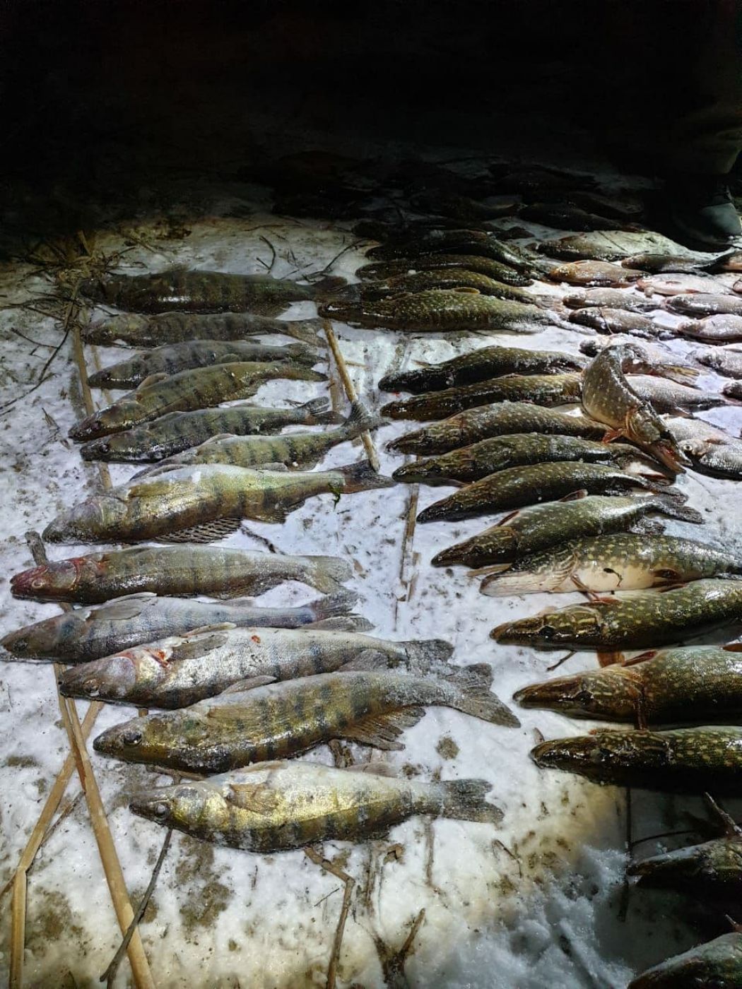 138954426_1515935941935615_882602170930263045_o