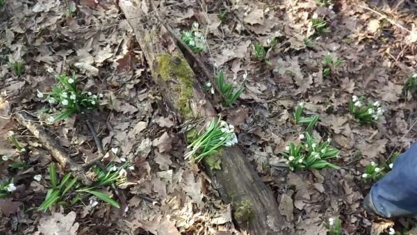 Зірвані порушниками підсніжники