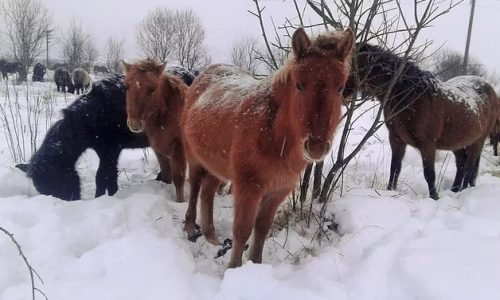 hutsulyky-500x300