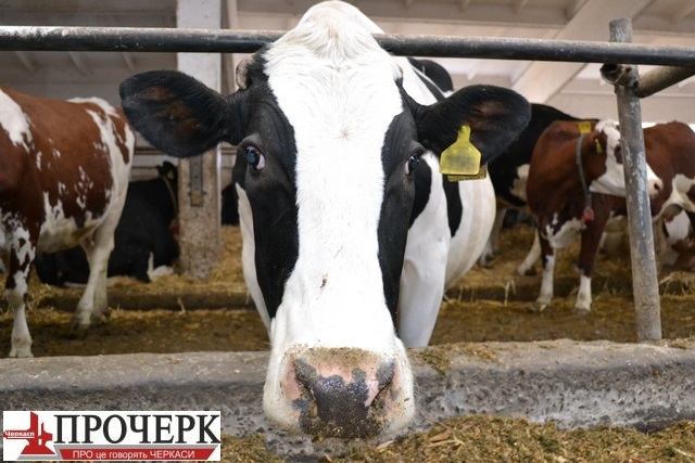 Корова