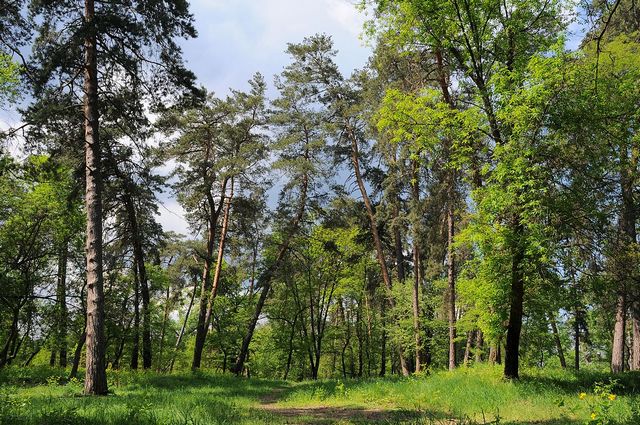 Cherkasy_Sosnivka_Park_18