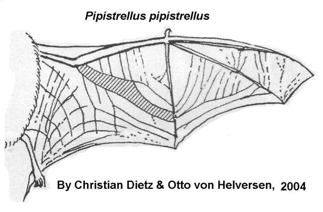 86286243_805932506565349_5563975577569853440_o