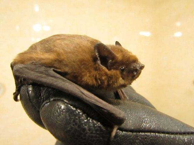 86493351_805932226565377_3304235765218672640_o