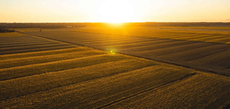 sunflowers-field-at-sunset-tuscan-countryside-ital-6N2V89U-min-scaled-1-768x365