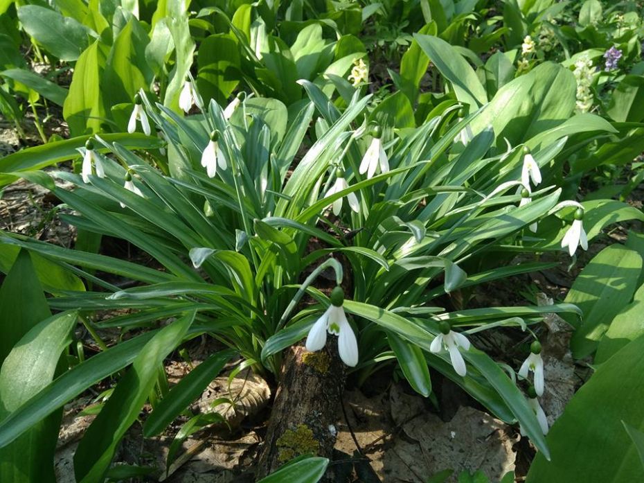 30727122_1901321800158480_963754300029272064_n