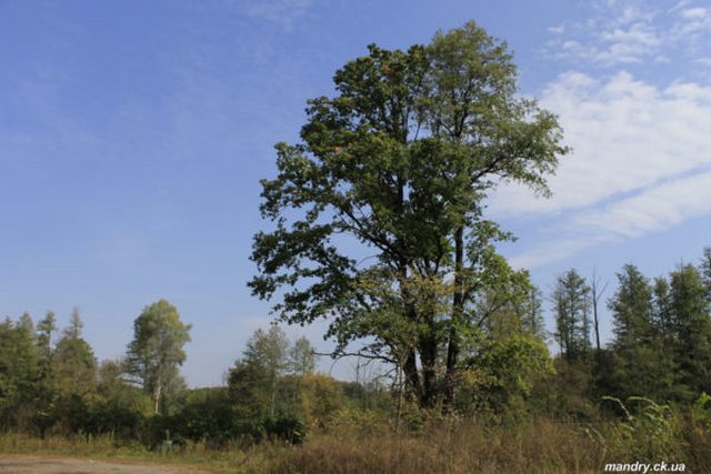 вільха
