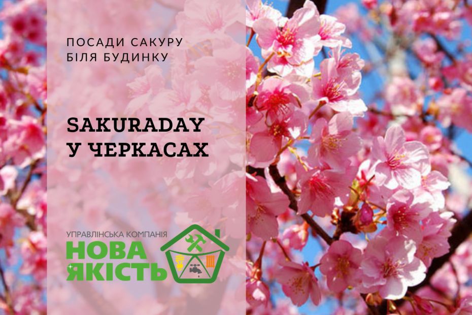 sakuraday-v-cherkasah-kopyya