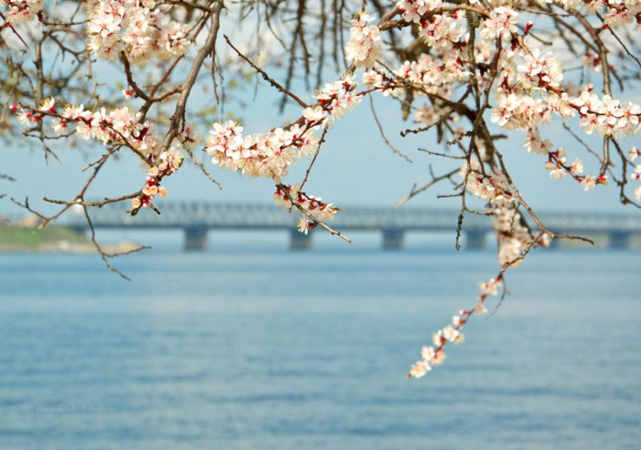 Весна_в_Черкасах-1024x720