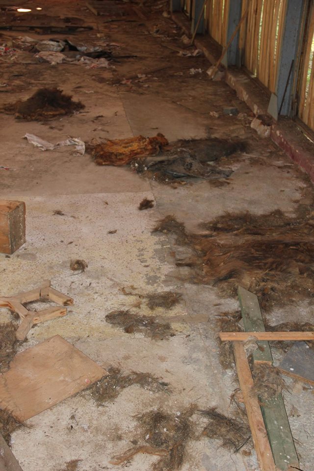 18056084_175910589597847_8699981891145455757_o