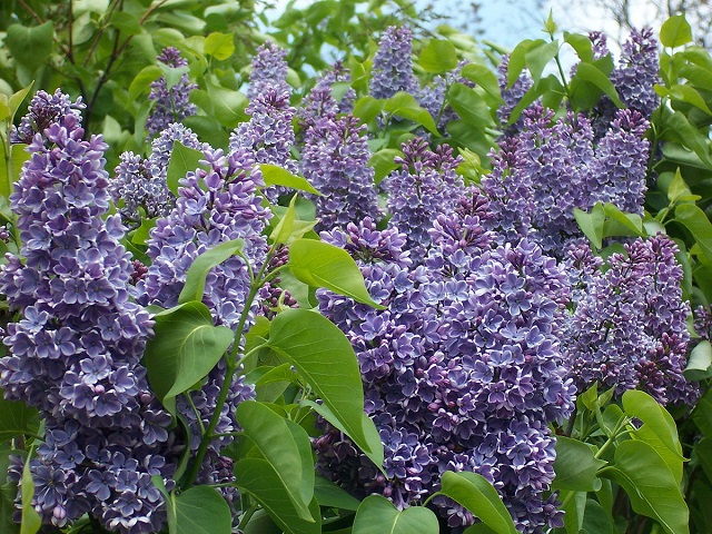 1200px-2013_Rochester_Lilac_Festival_-_Flower_City_Lilac_-_05