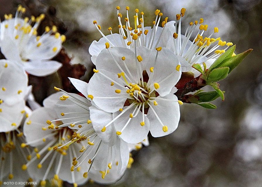 56652783_2205292972871775_7830304578422702080_n