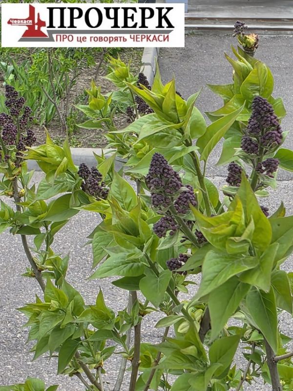 Без назви123358