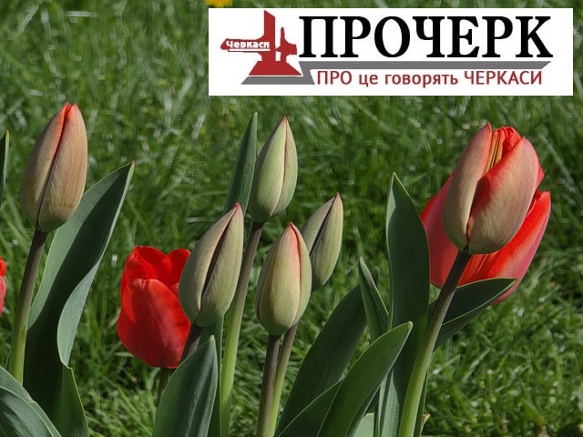 Без назви856