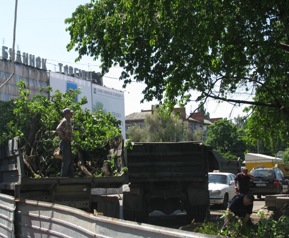 Замість зрізаних у центрі дерев обіцяють посадити нові. У мікрорайоні Дахнівка