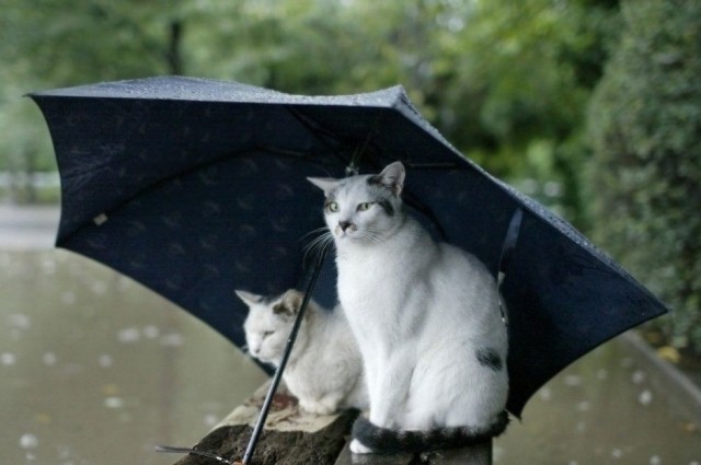 Коти_сховалися_під_парасолькою