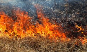 sukhatravafirtkaifua-2dd59c1b-300x178