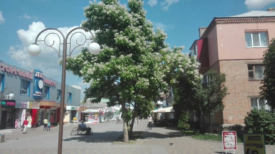 2018-06-05-катальпа