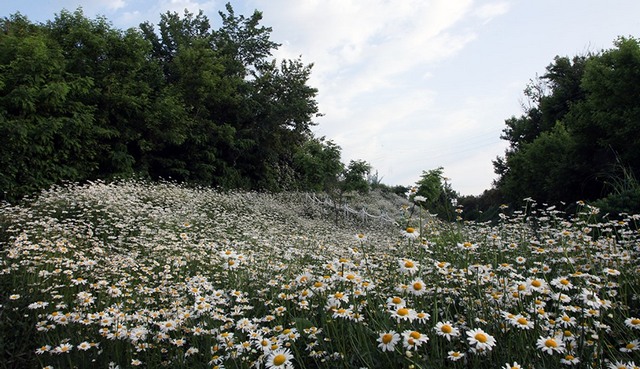 65987542_451896642278366_6572471462454624256_n