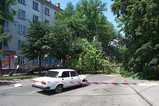 Фото видання Кропива