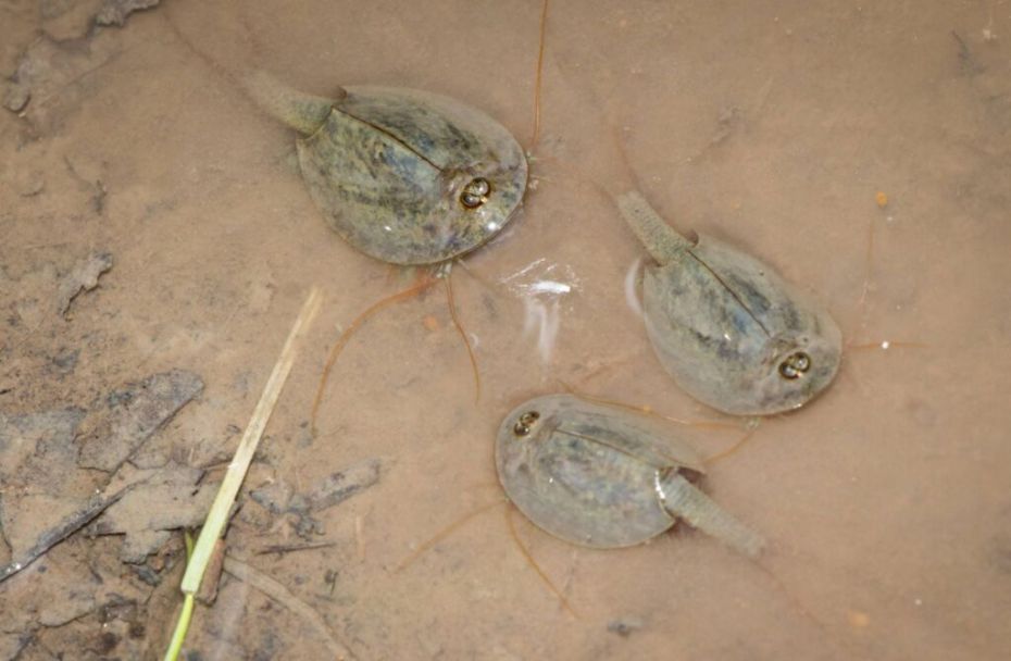 140621_shchitni-1024x670