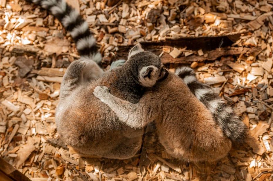 gallery-c23b373b-7962-47d7-b534-5f0c485ae160