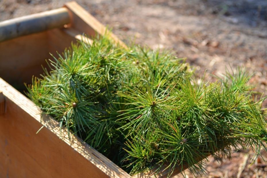 изображение_2021-04-05_082419-1024x683