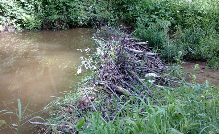 bobrova-zagata-710x434