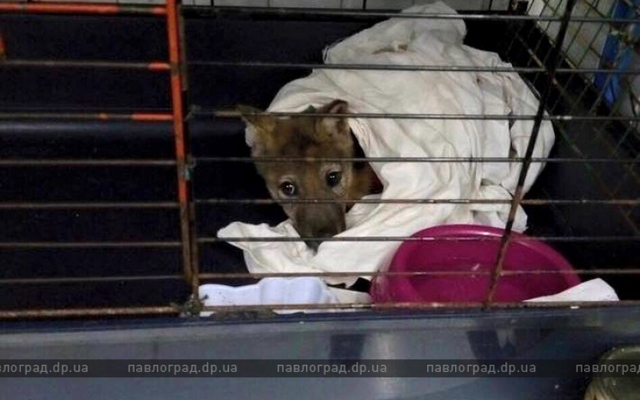 волчонок-800x500_c