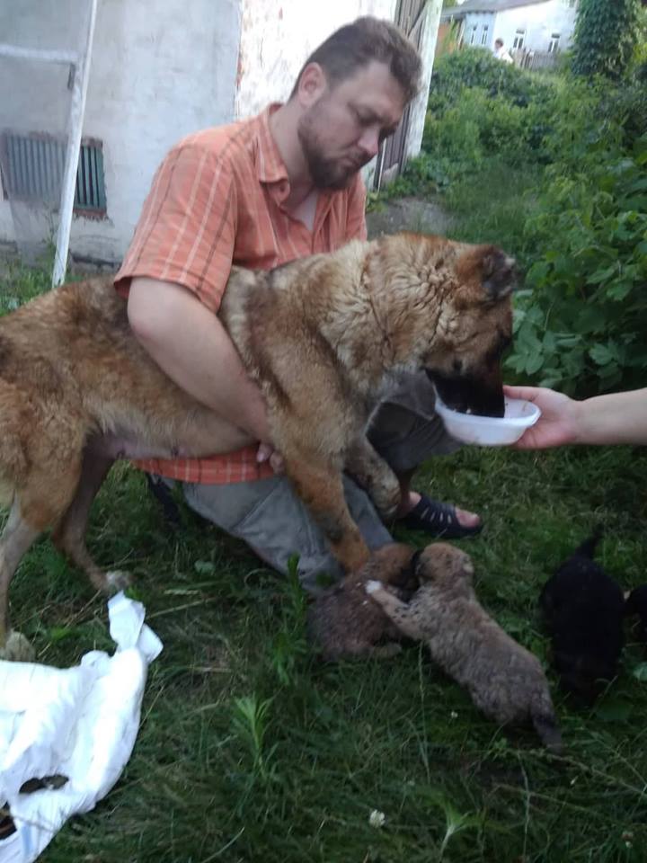 2018-07-18-собака1