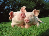 pigs