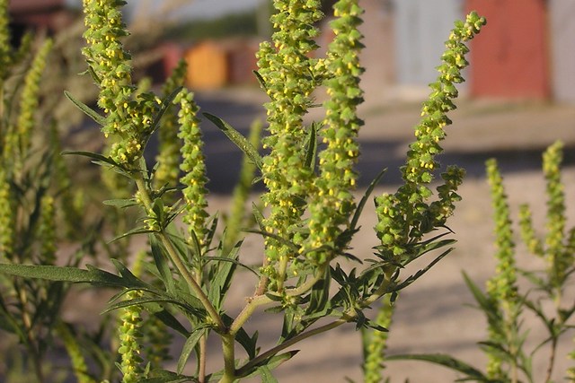 Ab_plant_85