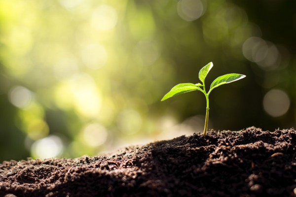 ecologia-rispetto-per-ambiente-e1564400629725