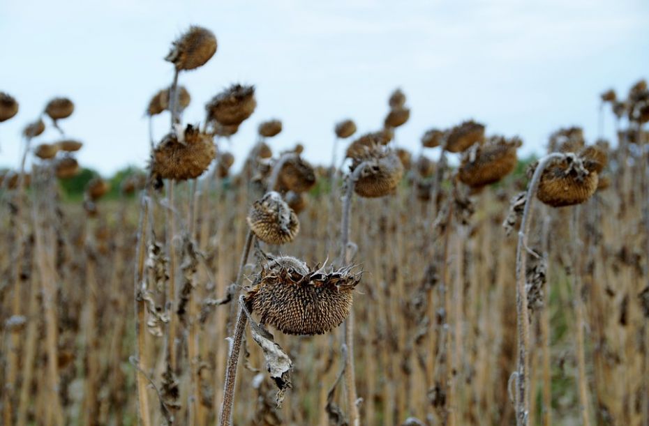 sunflower-954557_960_720