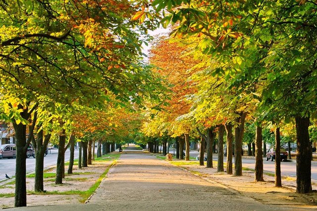 Осінні каштани (фото Світлани Кравченко) Осінні каштани (фото Світлани Кравченко)