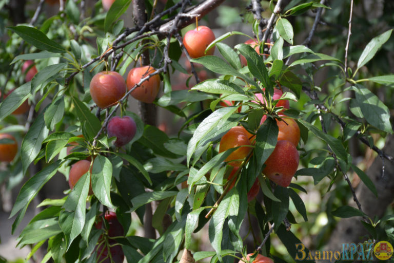 DSC_8330-768x512
