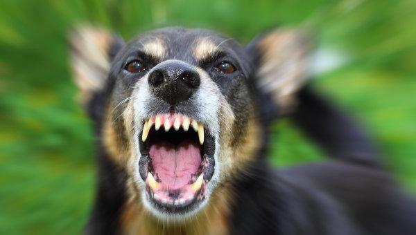 gr_23.11.15_dog__large