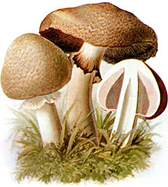 240px-Kleiner_Waldchampignon-1