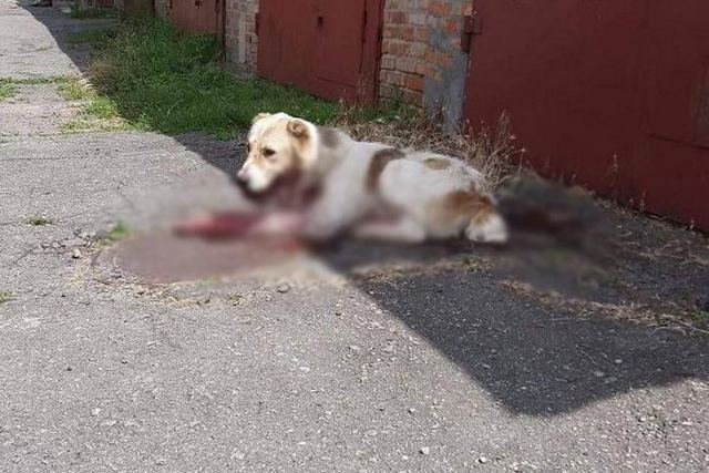 228307426_1171257303359801_8895410849400410901_n