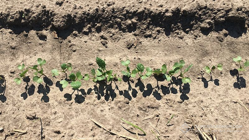 shodu_ozumogo_ripaku