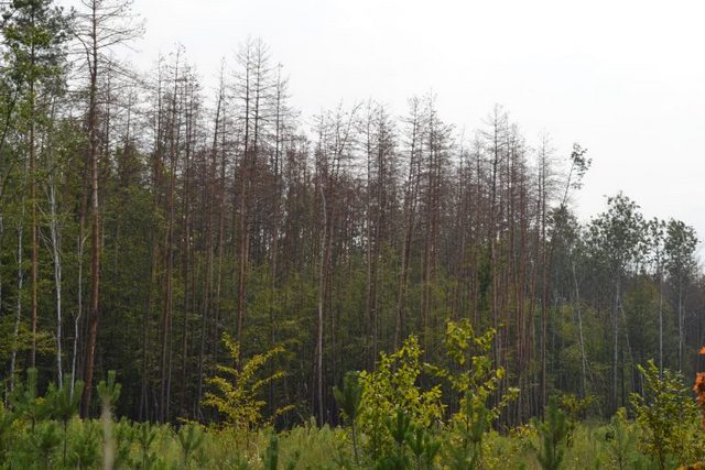 DSC_1173-768x512