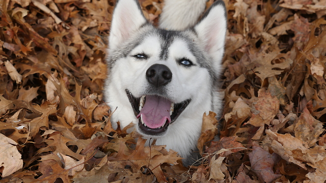 8VOta.OvCc.1-small-Husky-Leaf-Pile-Party