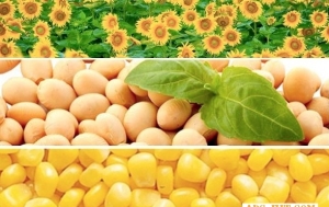 kirovograd-podsolnuh_sonyashnik_soya_kukuruza_dorogo_23277