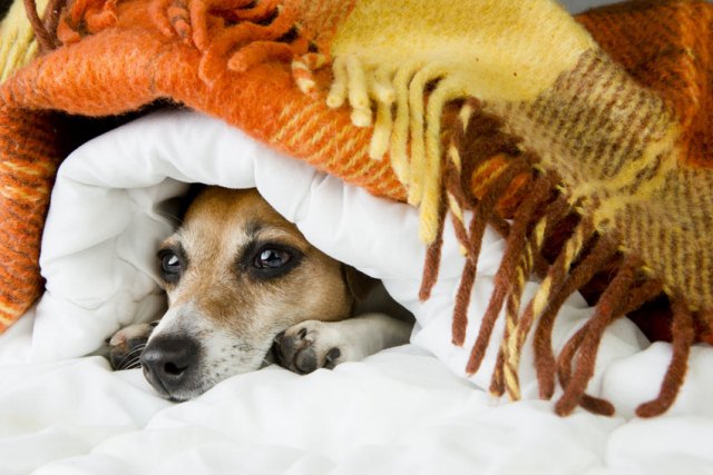 cane-jack-russell-sotto-coperta-freddo