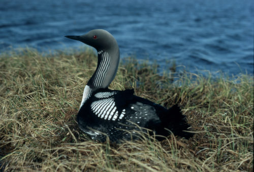 Gavia_arctica1-500x339