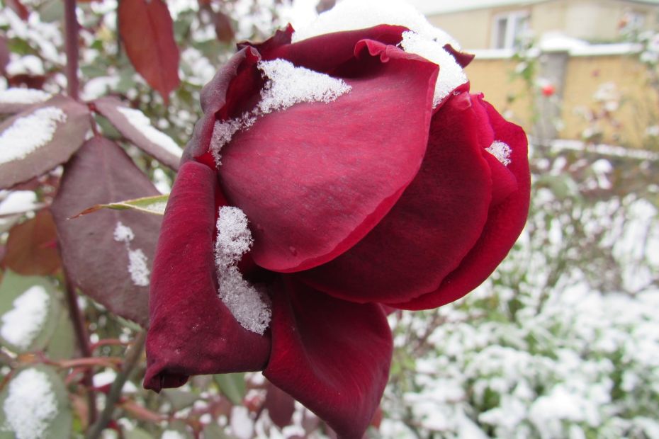 126067350_847840122664986_5551200564077358440_o