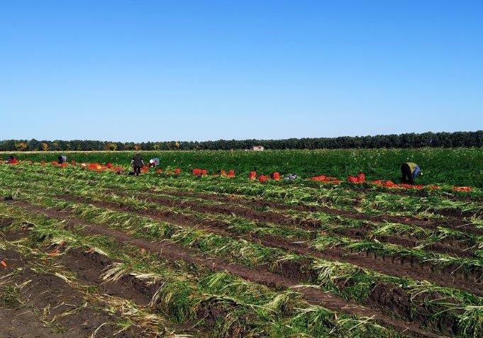 На Маньківщині шукають працівників для збору урожаю моркви (1)