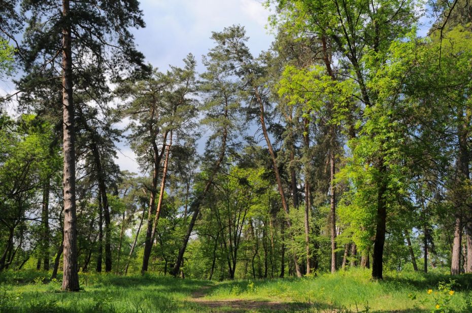 Cherkasy_Sosnivka_Park_18-1536x1020