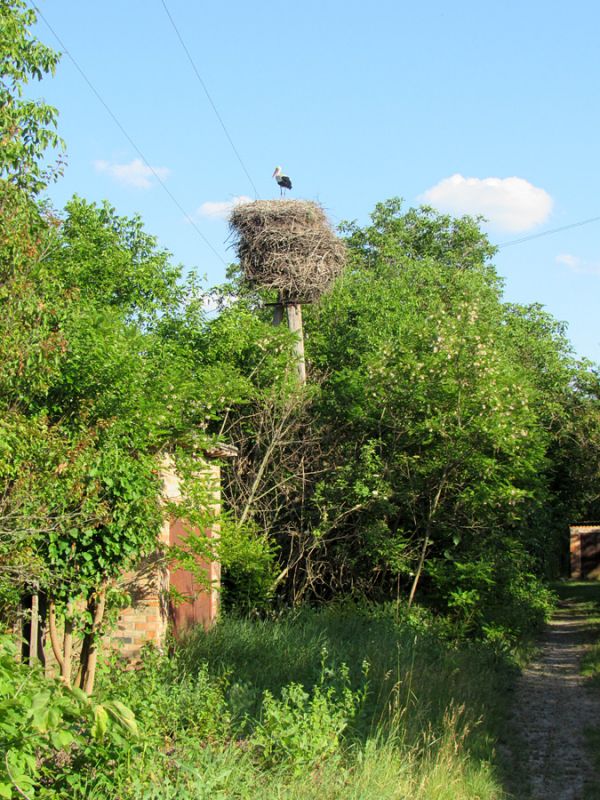 Гніздо білого лелеки в с. Лазірці (Черкаський р-н Черкаської обл.), фото В.М. Грищенка та Є.Д. Яблоновської-Грищенко