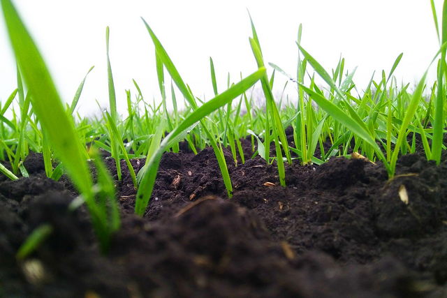 sow-wheat_02